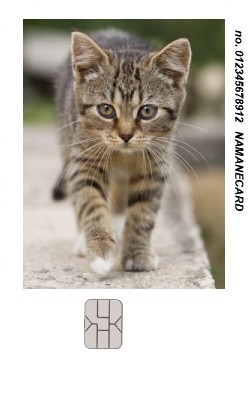 ナマネカードに印刷した猫