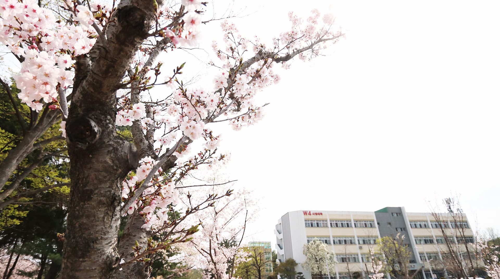 国立忠南大学校校舎4